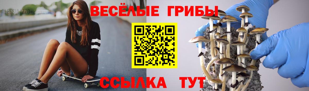 Псилоцибиновые грибы Psilocybine cubensis Калининград
